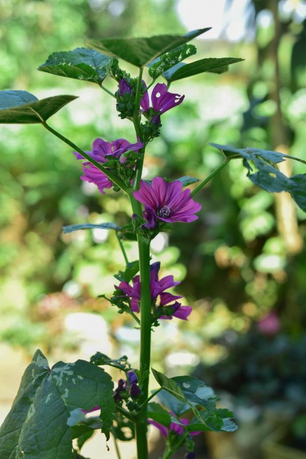 Ohiya Forest Lodge מראה חיצוני תמונה